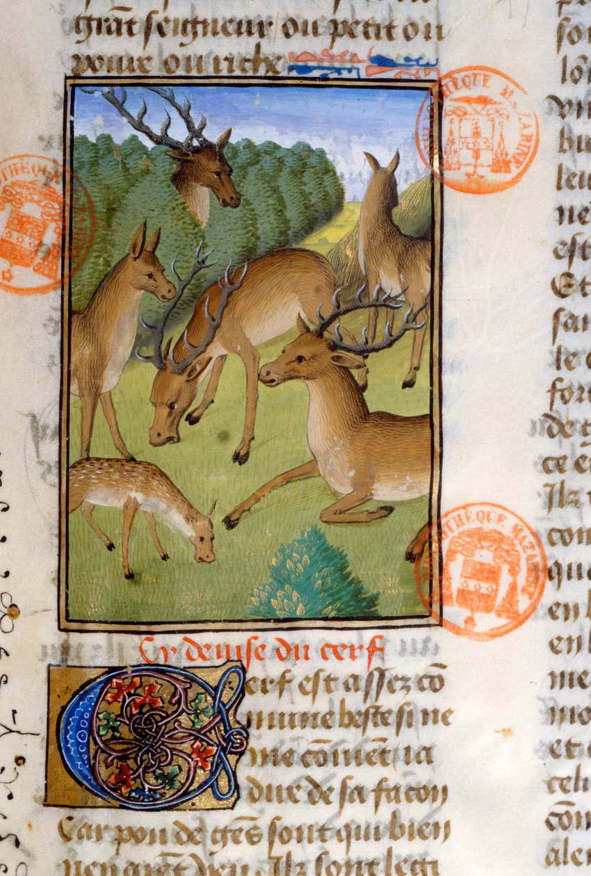 Geyik sürüsü, Livre de la Chasse