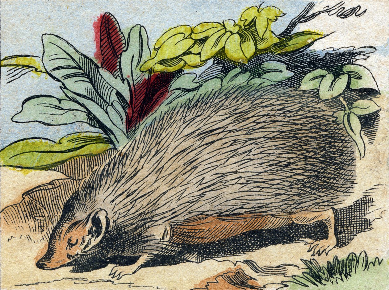 Herisson. "Buffon Alphabet des Animaux" gravürü. 3. Seri N 1. Epinal'in Görüntüsü, Epinal, 19. yüzyıl sonu. 16 sayfa. Dim: 28x21cm by French School
