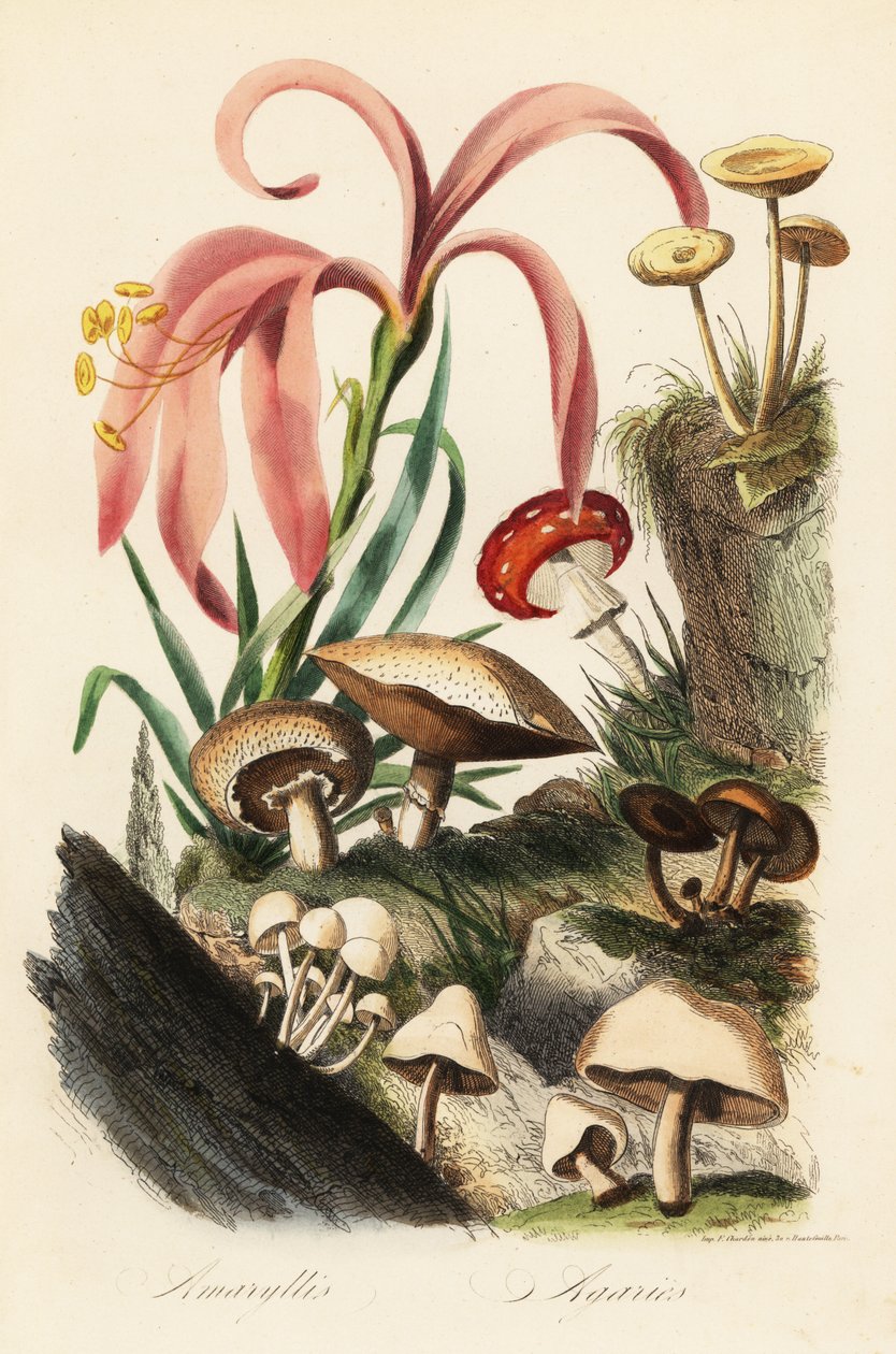 Hippeastrum türleri, sinek mantarı, Amanita muscaria, Amanita caesarea, Sezar mantarı, Amanita caesarea ve diğer mantarlar by French School