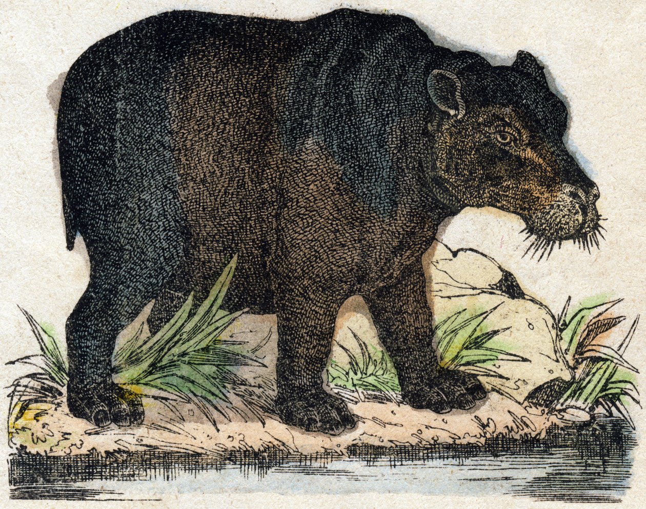 su aygırı. “Alphabet des animaux sauvages”” üzerine gravür. 9. Seri. Epinal