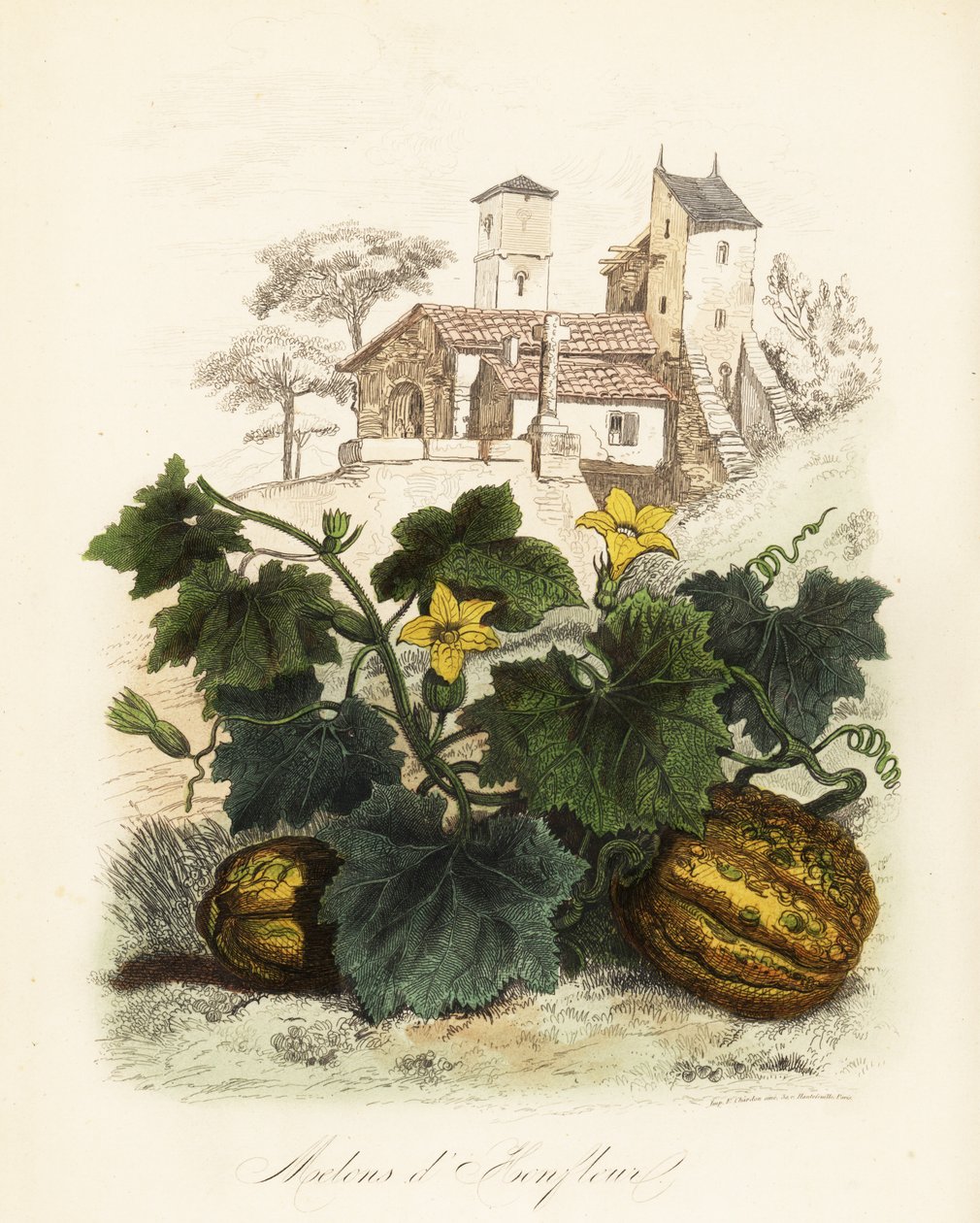 Honfleur kavun, Cucumis melo by French School