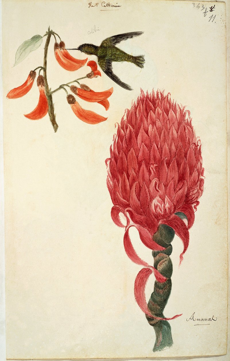 Lejeune tarafından Sinekkuşu (Trochilidae) ve Ananas (Ananas comosus) by French School