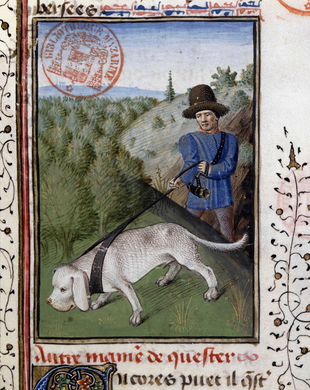 Gösterişli bir tasma ile tutulan av köpeği - “” Gaston Phoebus, Count of Foix, Lord of Béarn” tarafından yazılan Av Kitabı”nda by French School