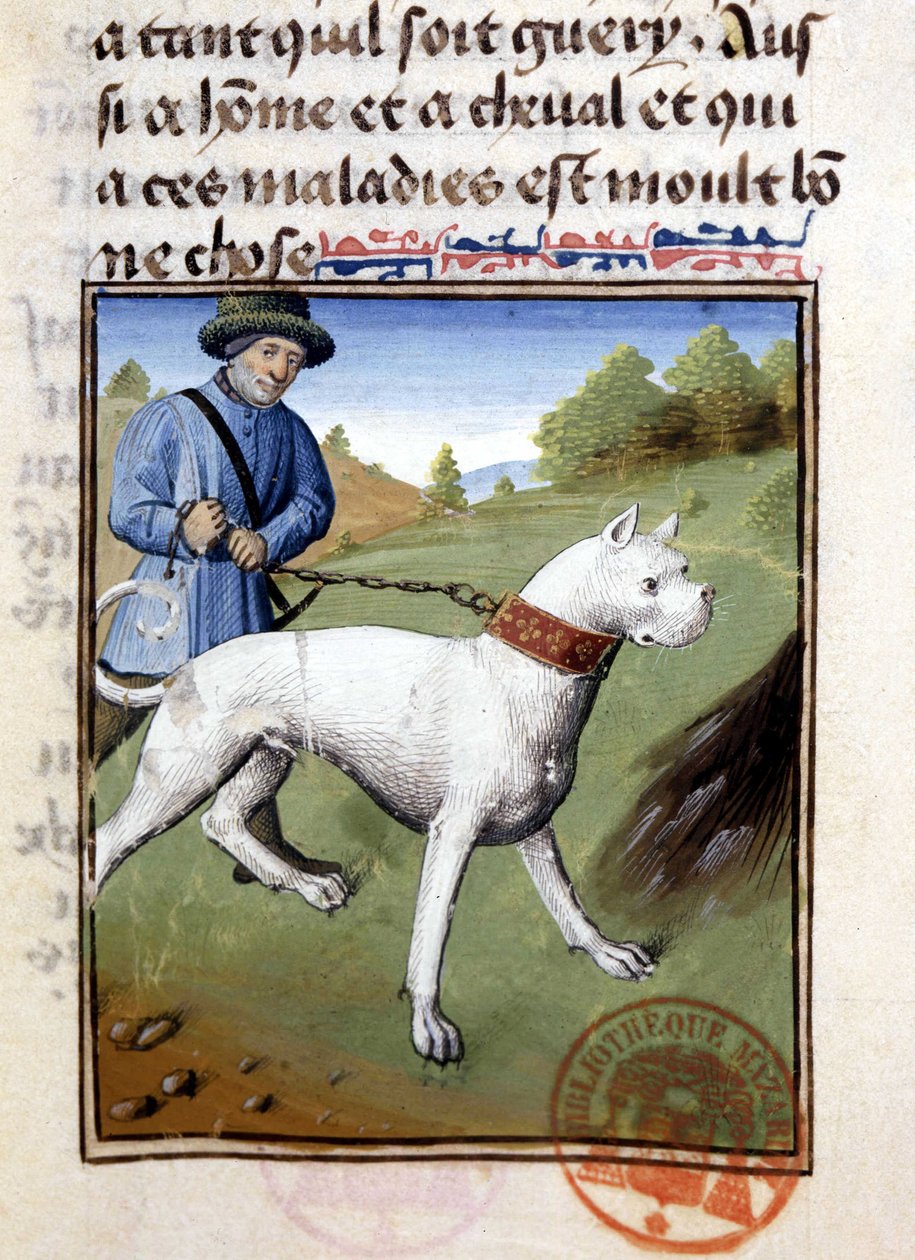 Tasmalı av köpeği - “” Gaston Phoebus, Count of Foix, Lord of Béarn” tarafından yazılan Av Kitabı”nda by French School