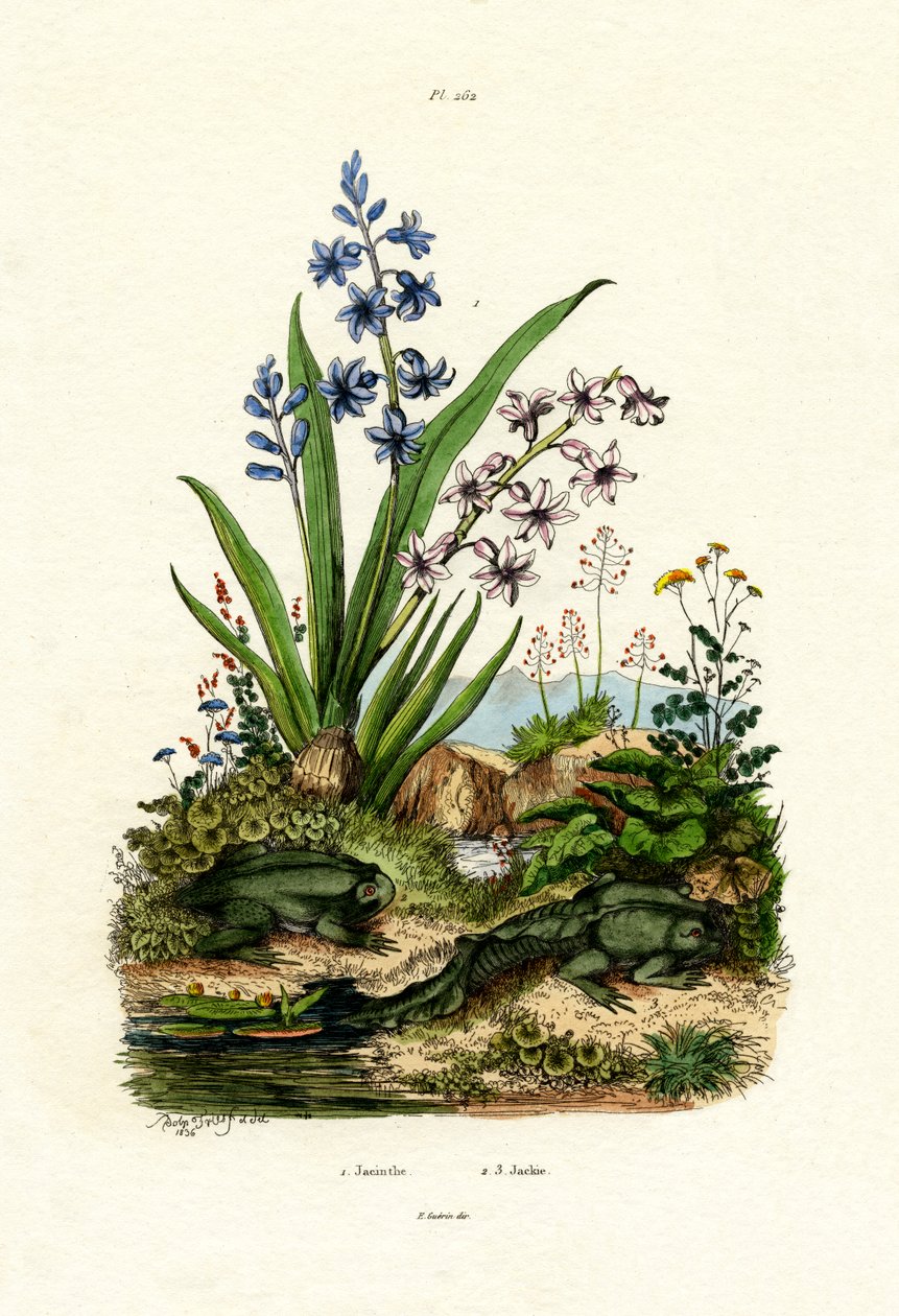 Sümbül Çiçeği, 1833-39 by French School