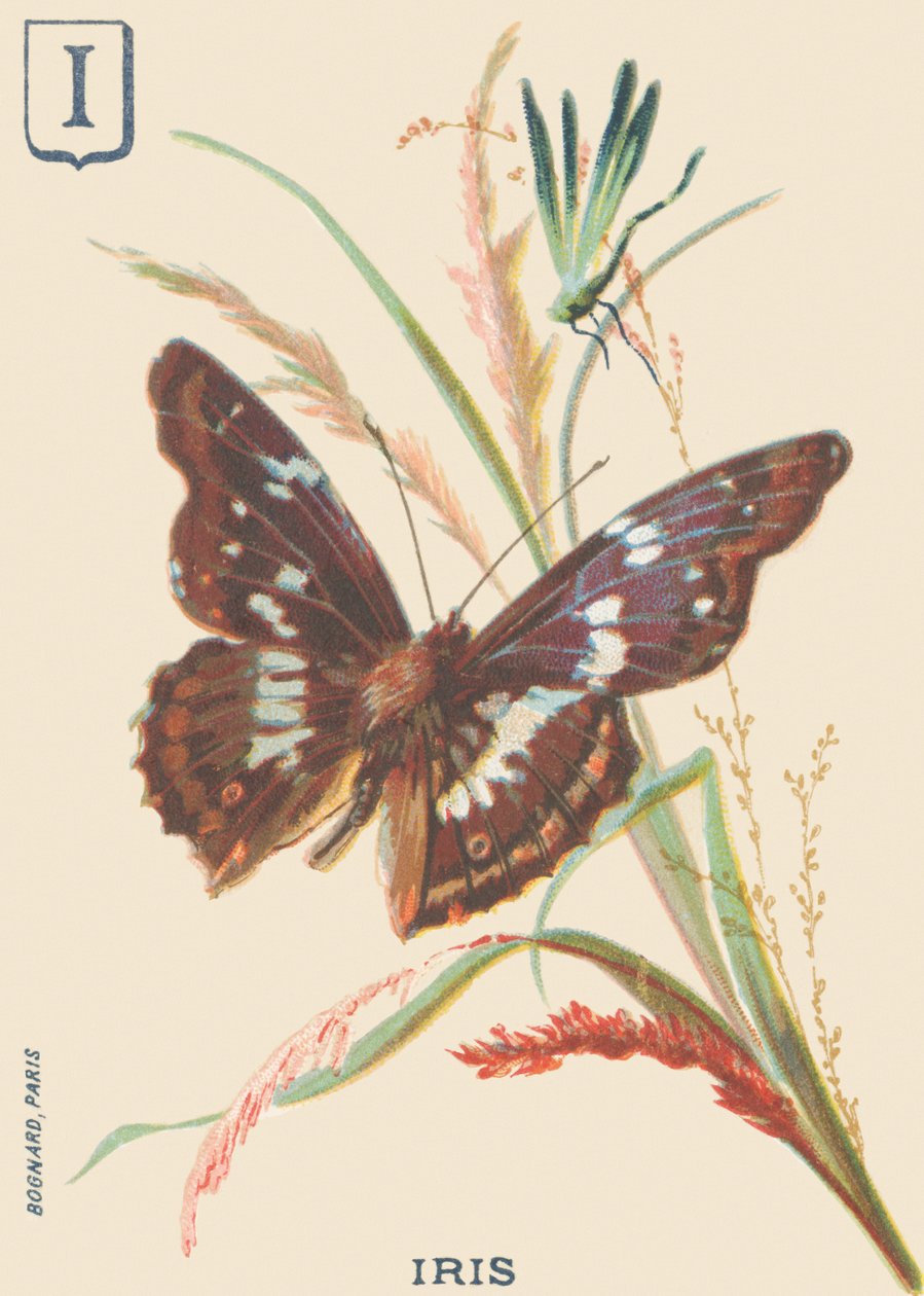 I: İris (Apatura iris veya Büyük Mars değişiyor) by French School