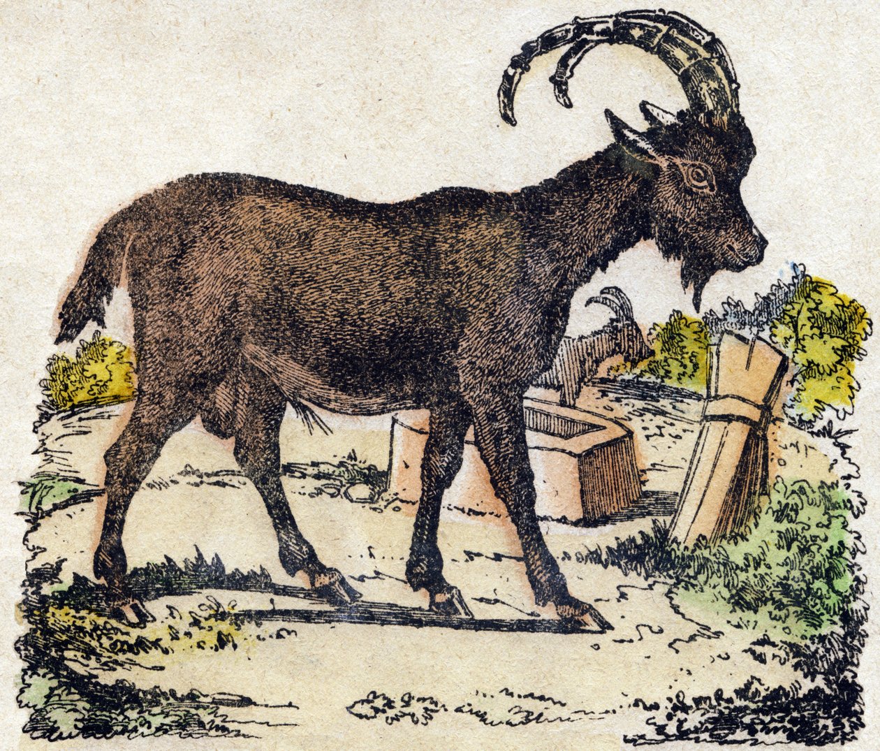 dağ keçisi “Alphabet des animaux sauvages” içinde gravür. 9. Seri. Epinal