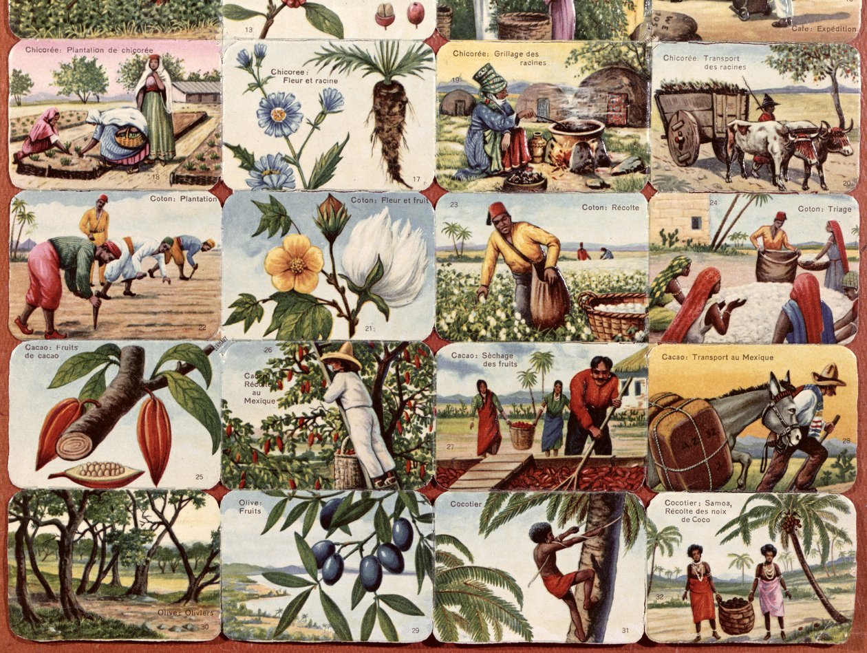 Kolonilerin çeşitli ürünlerinden oluşan bir Fransız okul ders kitabı için illüstrasyon, c.1920-30 by French School