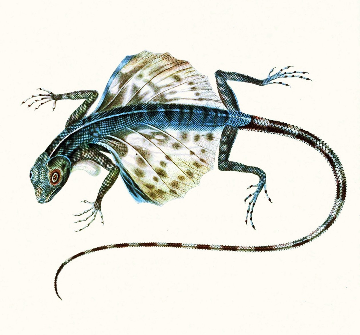 Kayan kertenkele çizimi - Draco Volans 1831 (renkli gravür) by French School