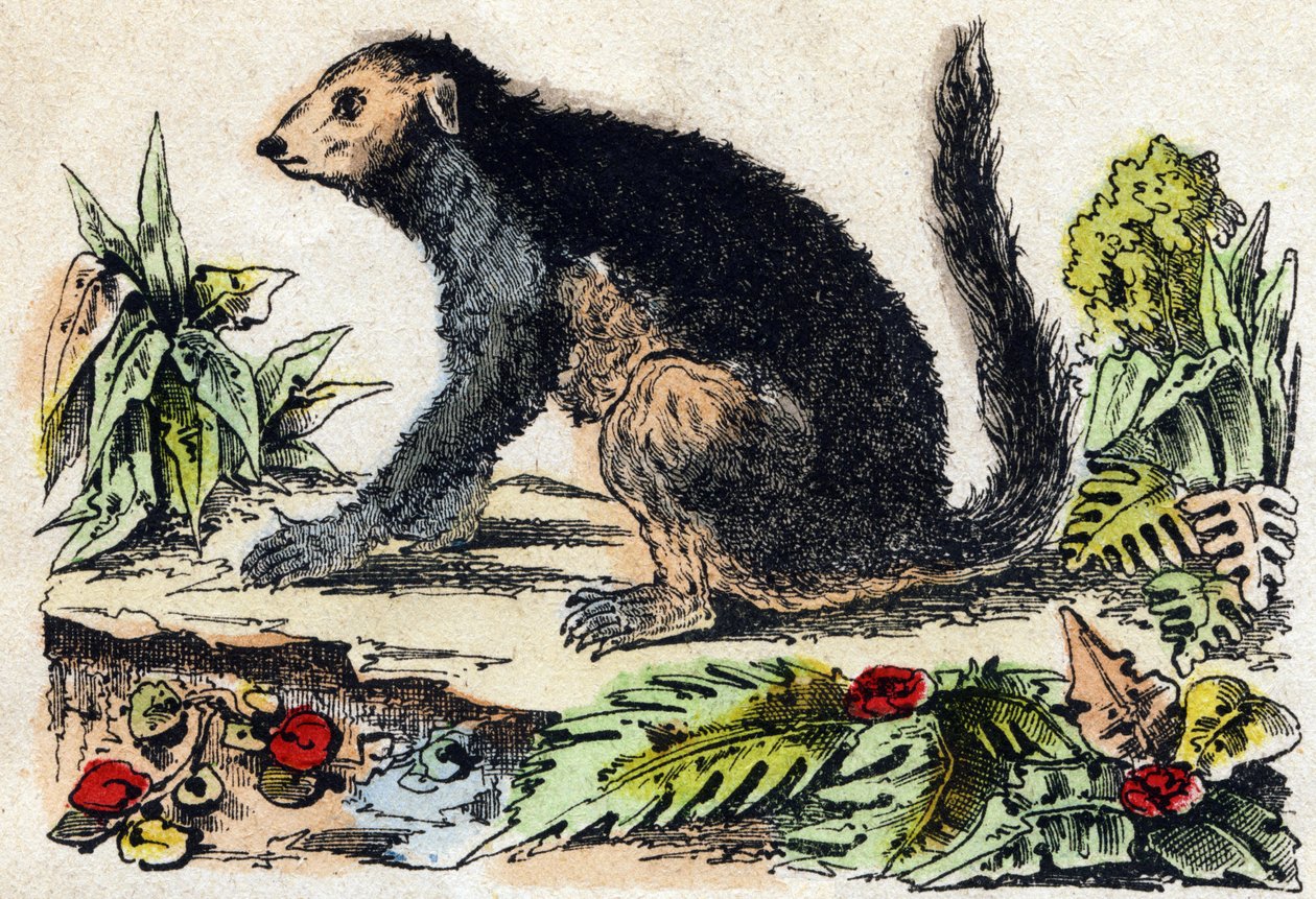 Indri (Lemuryalı). “Alphabet des animaux sauvages”” üzerine gravür. 9. Seri. Epinal