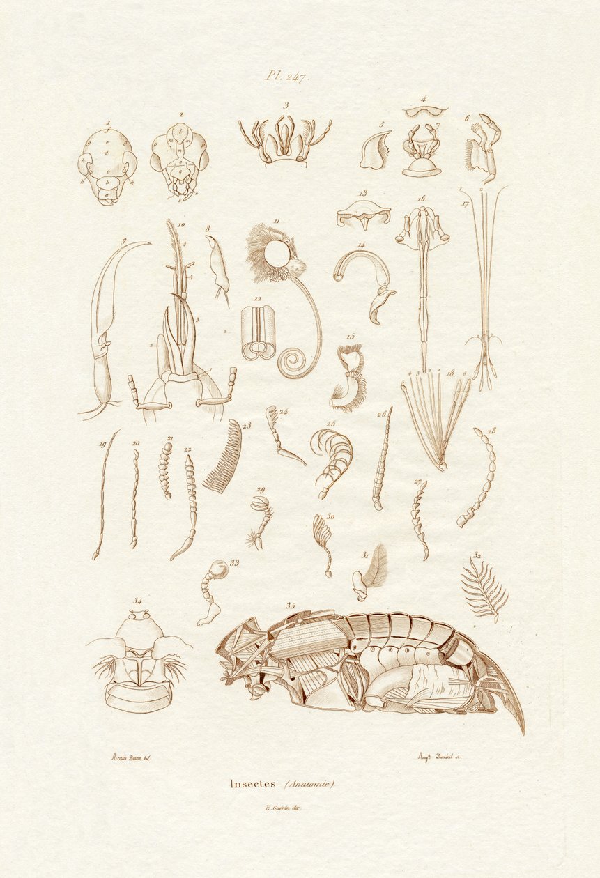 Böcekler, 1833-39 by French School