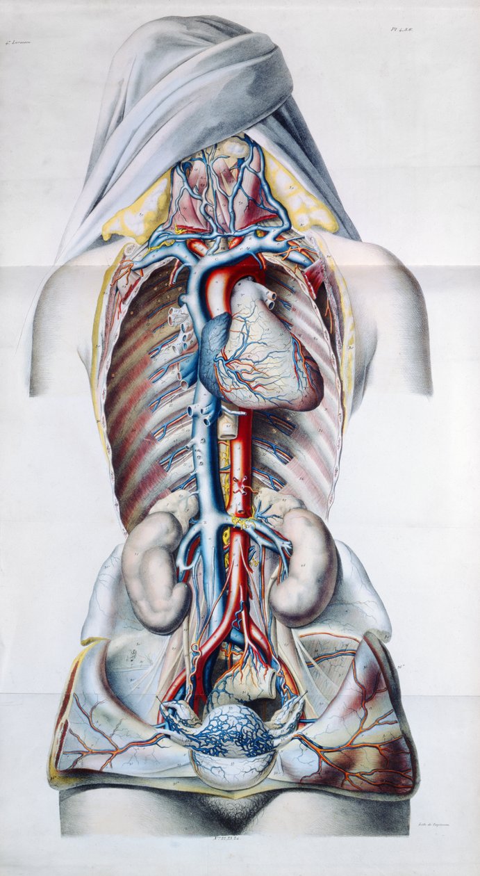 Bir kadının iç organları, Gilbert Breschet (1784-1845) tarafından Venöz Sistem Üzerinde Anatomik, Fizyolojik ve Patolojik Araştırmalar