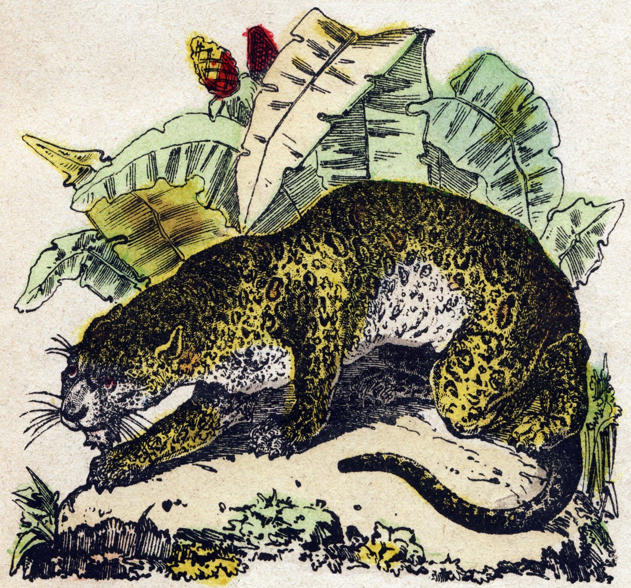 Jaguar. “Alphabet des animaux sauvages” içinde gravür. 9. Seri. Epinal