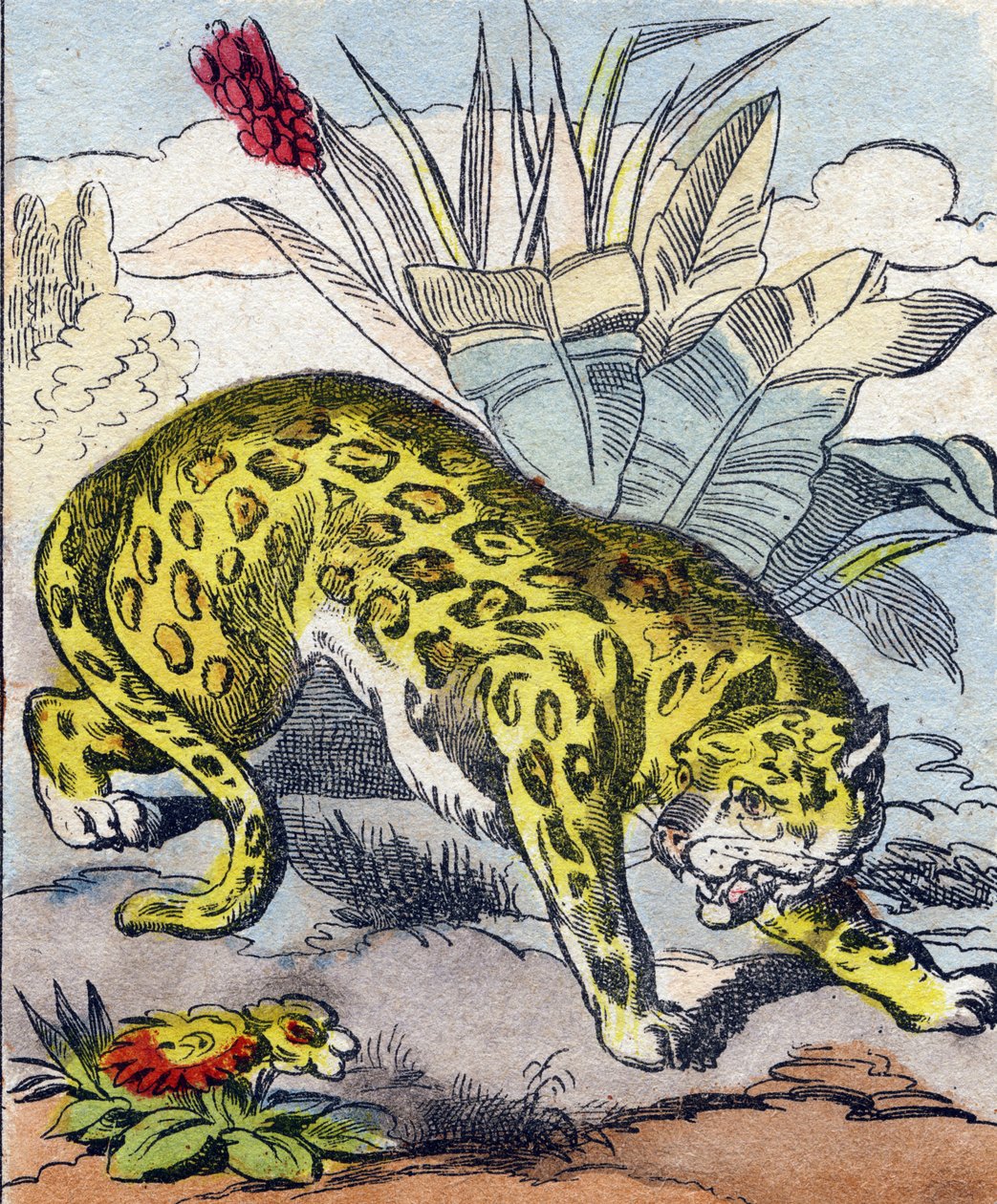 Jaguar. "Buffon Alphabet des Animaux" gravürü. 3. Seri N 1. Epinal