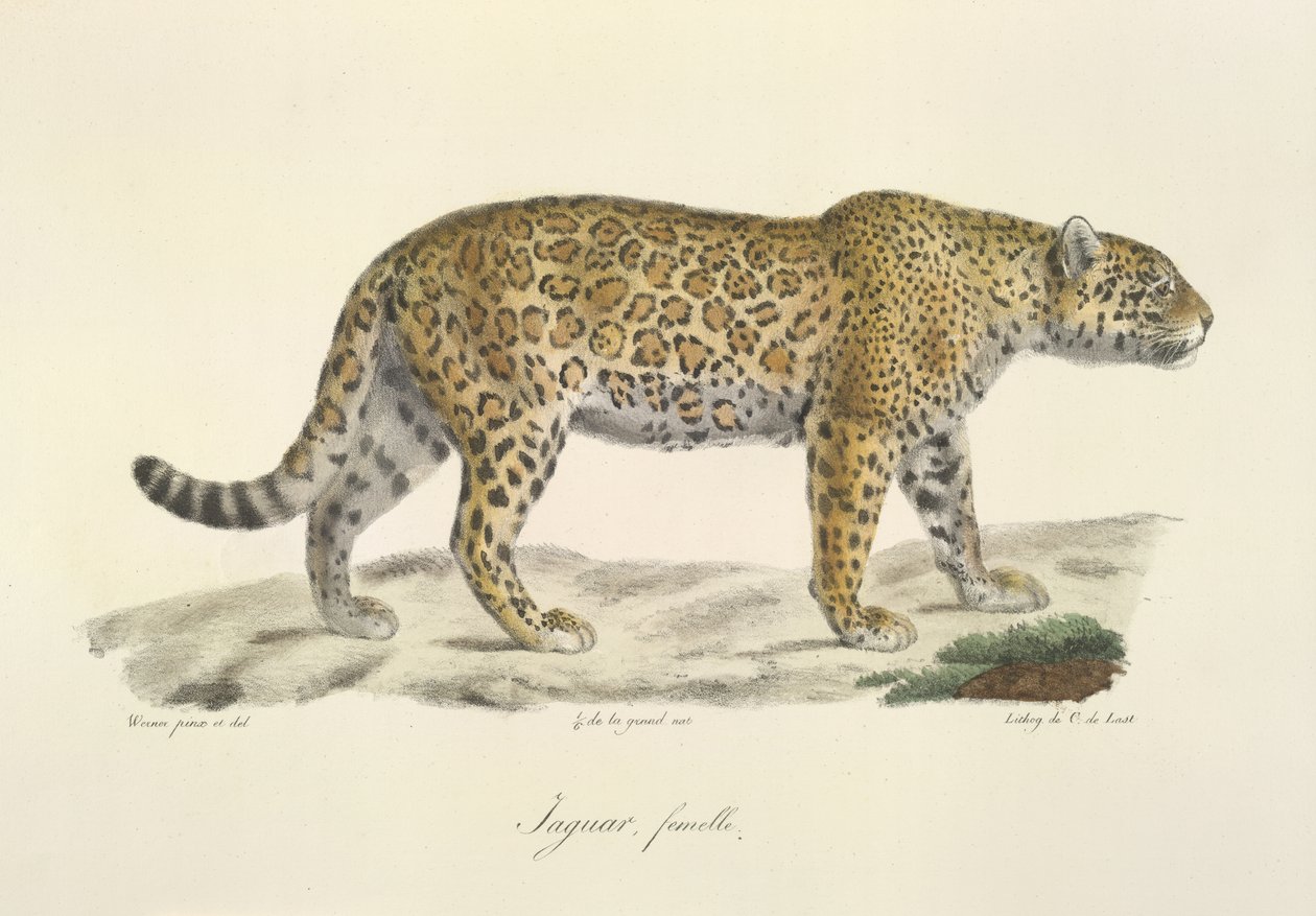 Jaguar, dişi, Memelilerin Doğal Tarihinden (renkli taş) by French School