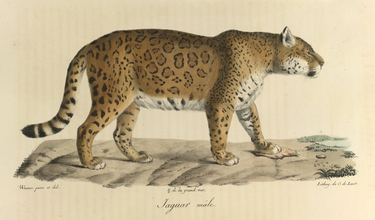 Erkek jaguar. Memelilerin Doğal Tarihinden (renkli taş) bir erkek jaguar by French School