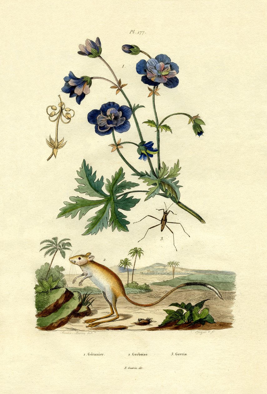 Yerboa, 1833-39 by French School