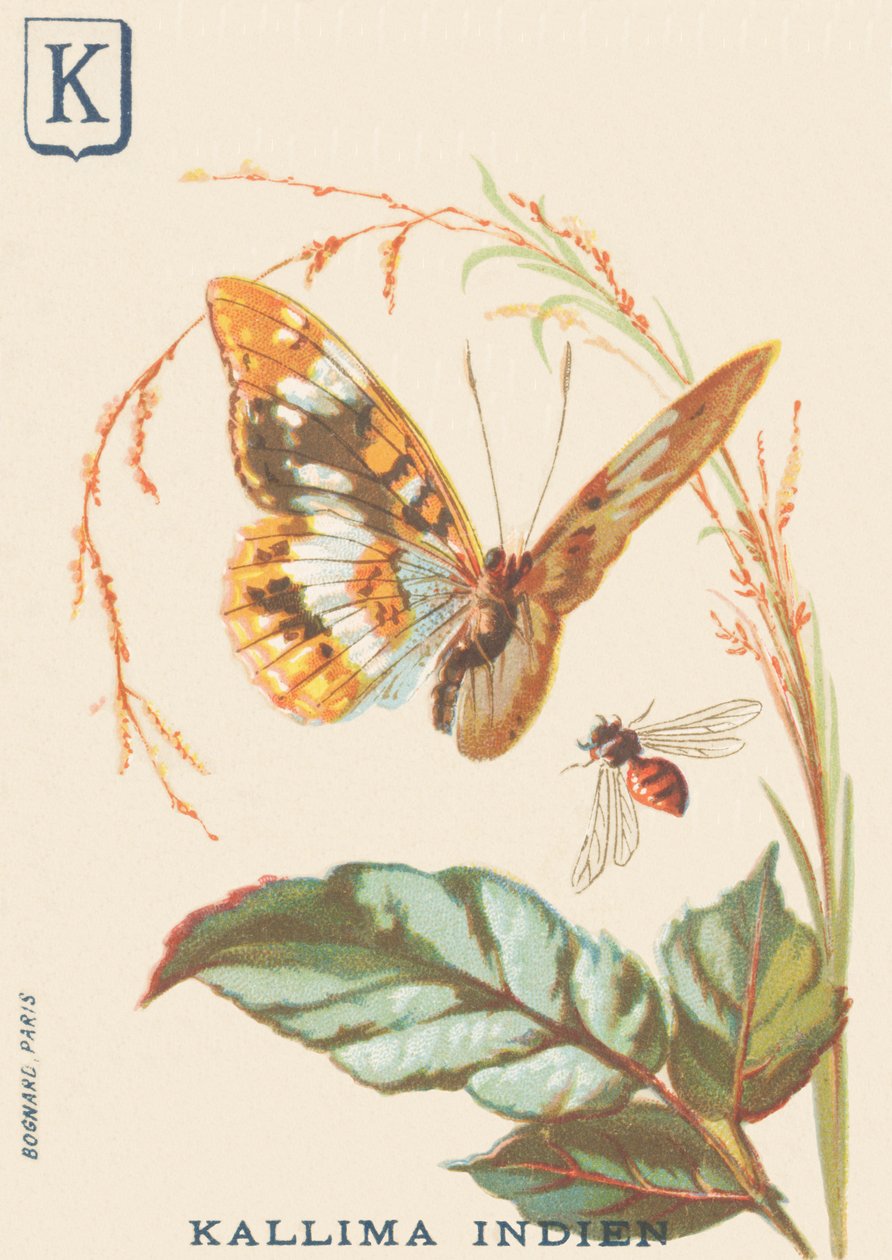 K: Kallima Kızılderilileri (Cethosia biblis) by French School