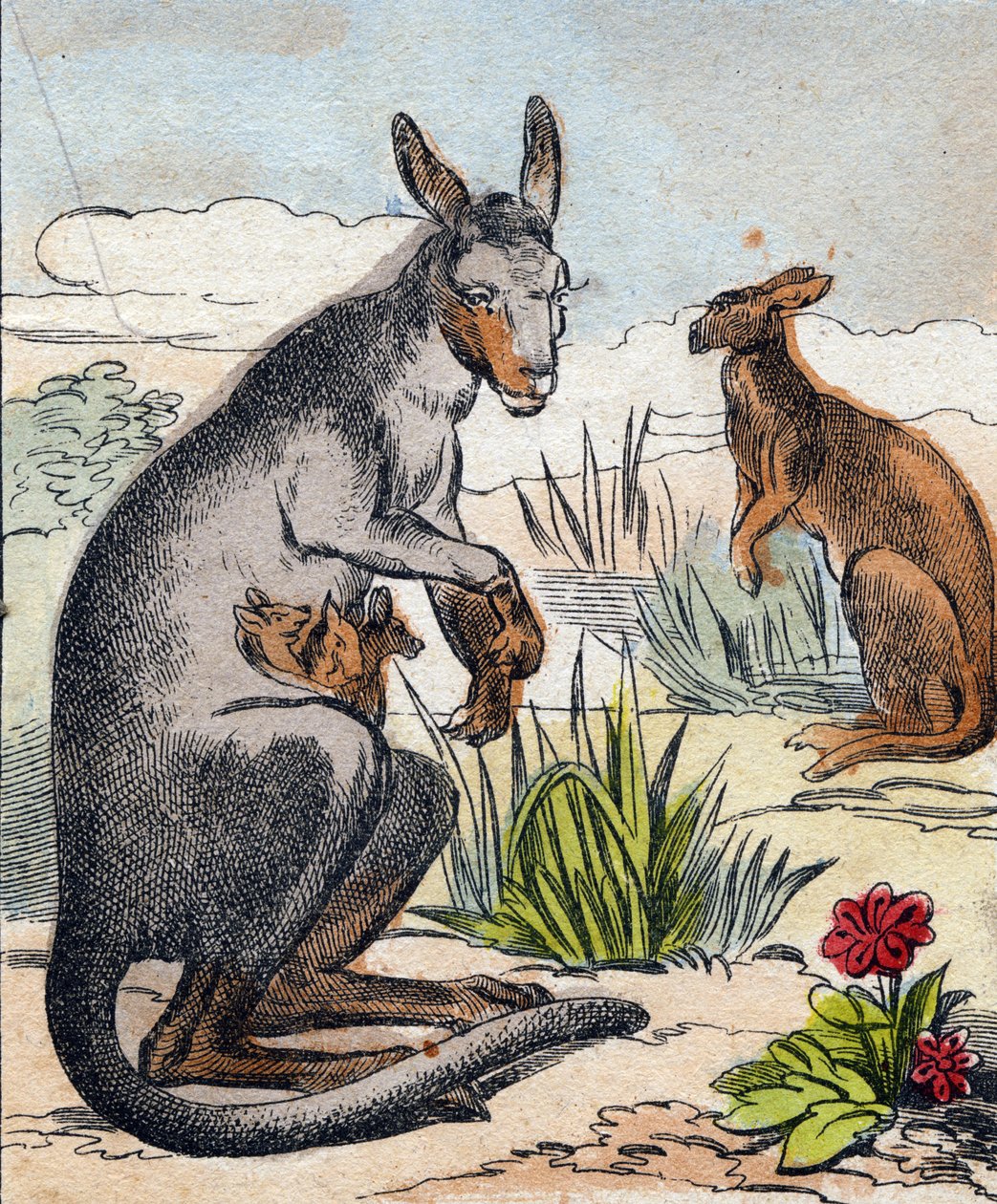 kanguru "Buffon Alphabet des Animaux" gravürü. 3. Seri N 1. Epinal