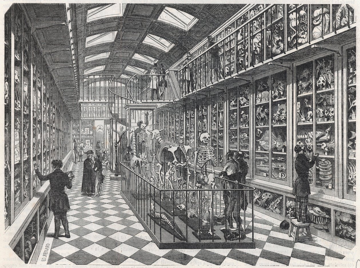 Paris Tıp Okulu - Karşılaştırmalı Anatomi Galerisi - Edmond Texier 1852