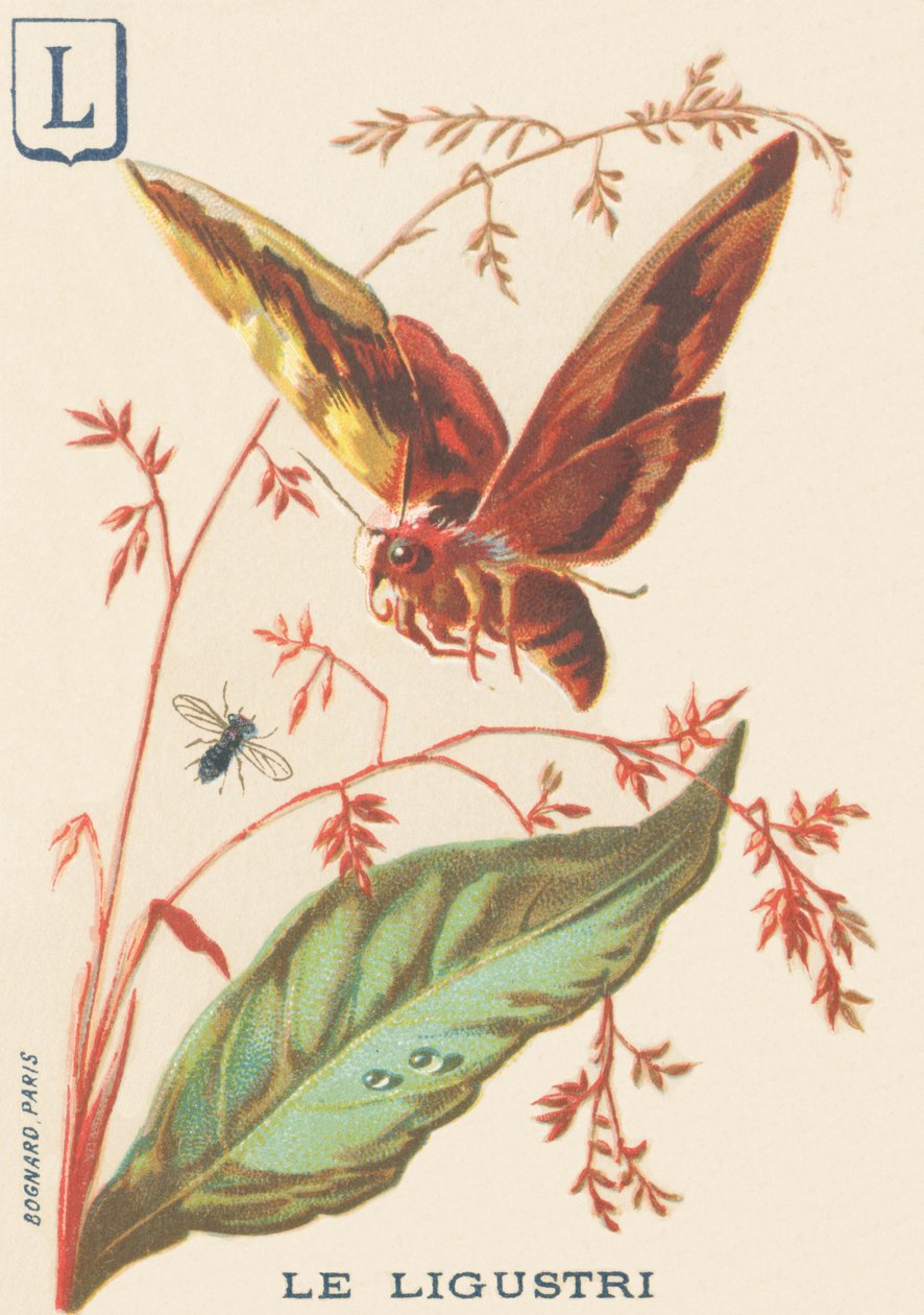 L: Ligustri (Sfenks ligustri veya Troene Sphinx) by French School