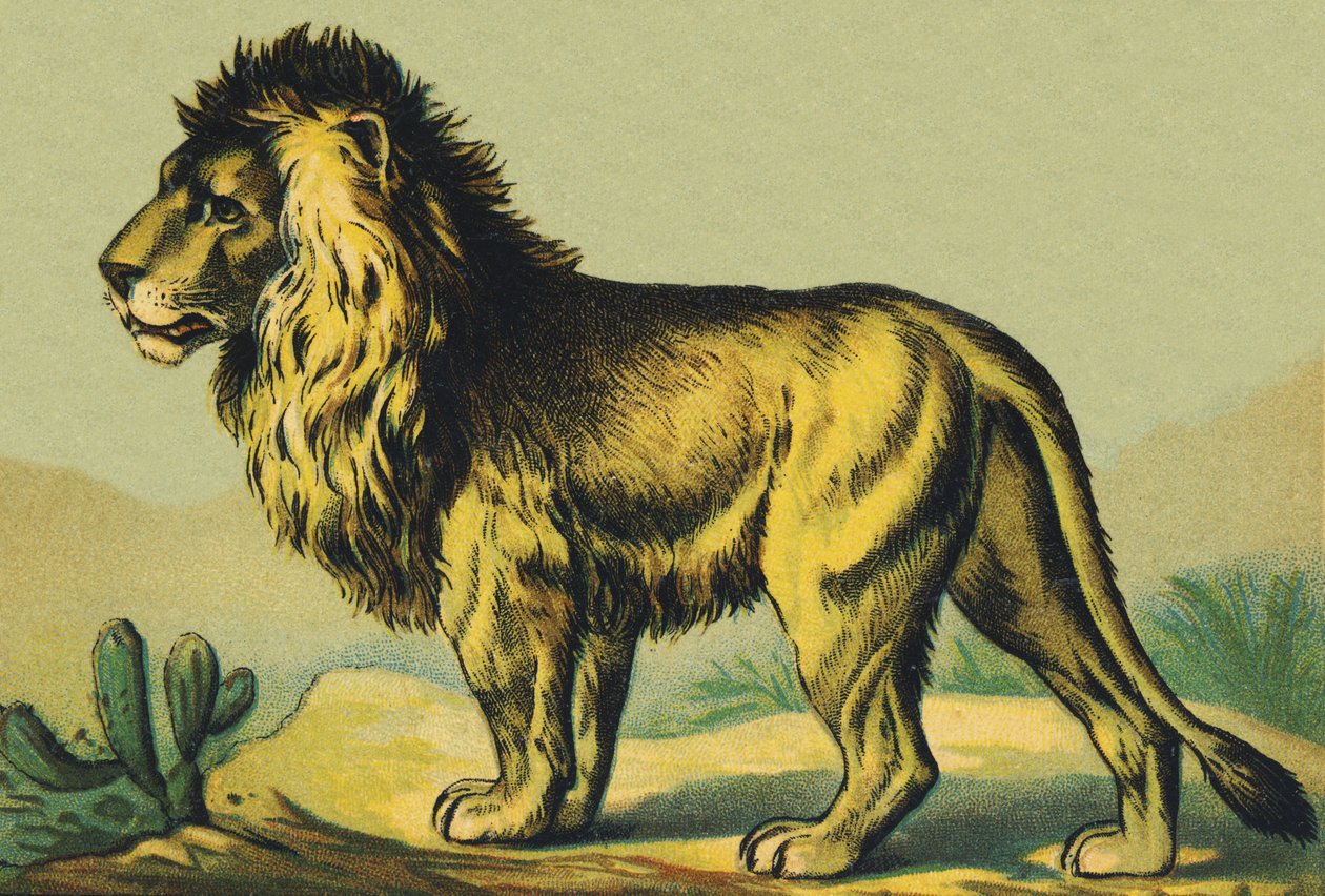 Aslan olarak L by French School