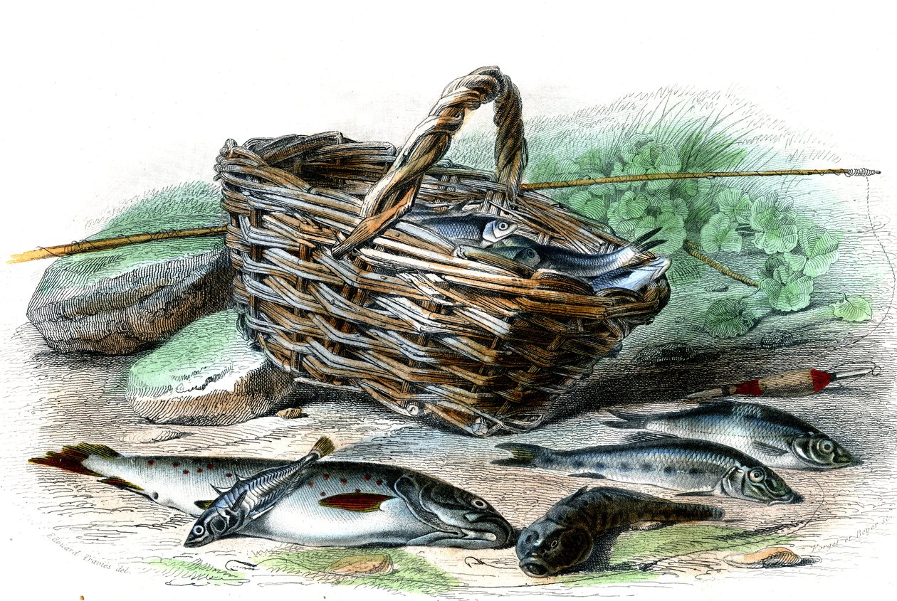 Alabalık (Salmo Trutta), Chabot's cote (Collus Chabraea), ıspanak (Gasterosteus aculeatus), mersin balığı (Gobio Gobio), yetenekli (Alburnus Alburnus) - Bernard Germain de Lacepede (1856- 1925) tarafından Doğa Tarihinden Levha , P.Furme baskısı, Paris by French School