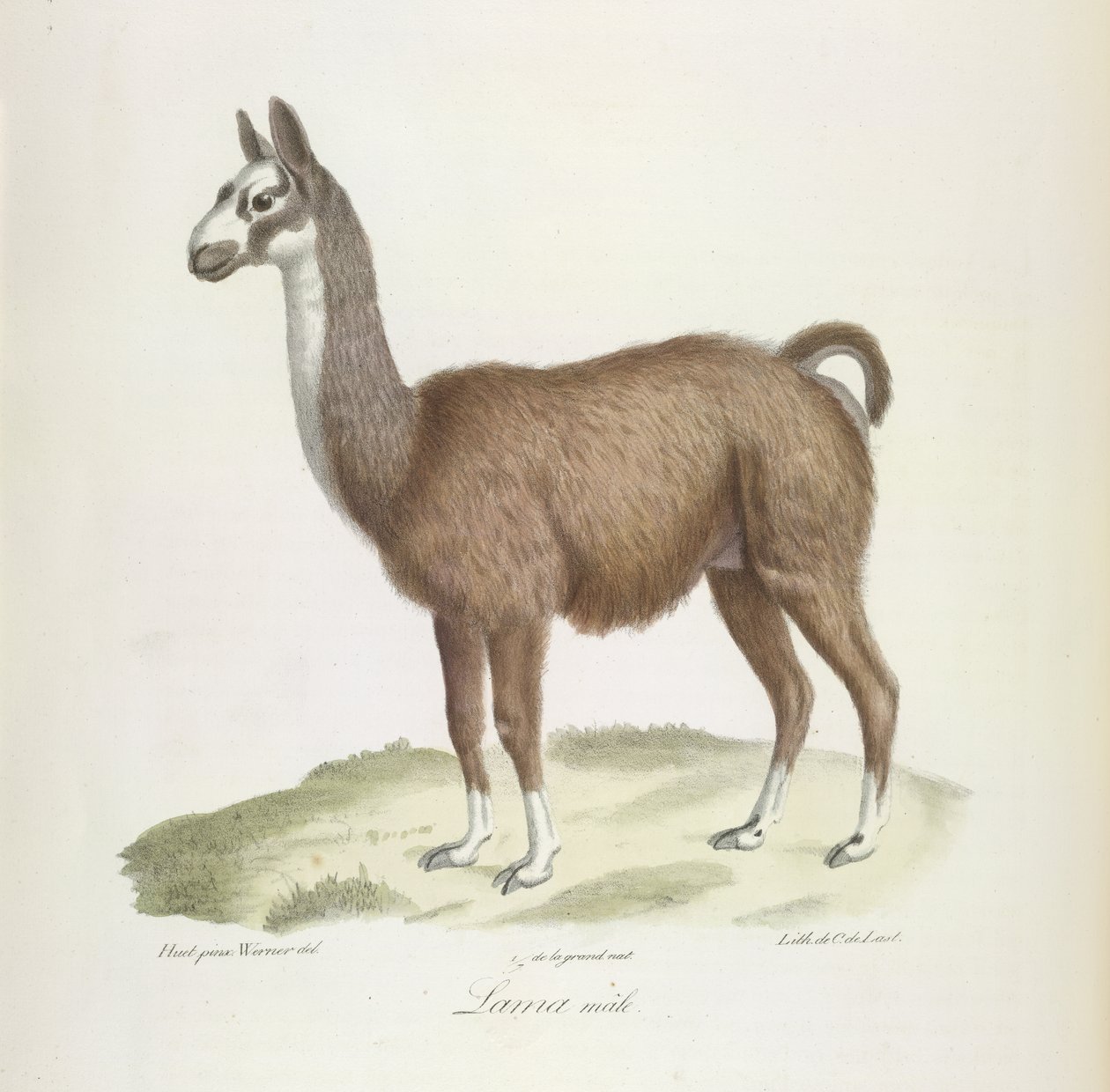 Memelilerin Doğal Tarihinden Erkek Lama (renkli taş) by French School