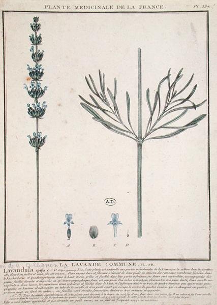 Lavanta Spike, 