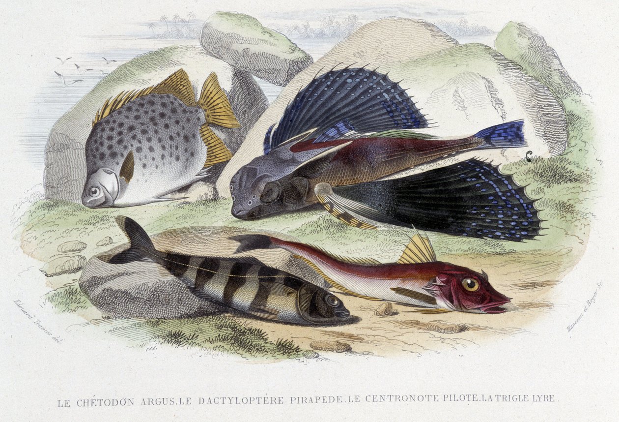 Argus chétodon, pirapéde tyloptera, pilot centronote, lir trigle - Lacépède tarafından “Doğal Tarih”te, ed. Furne, Paris by French School