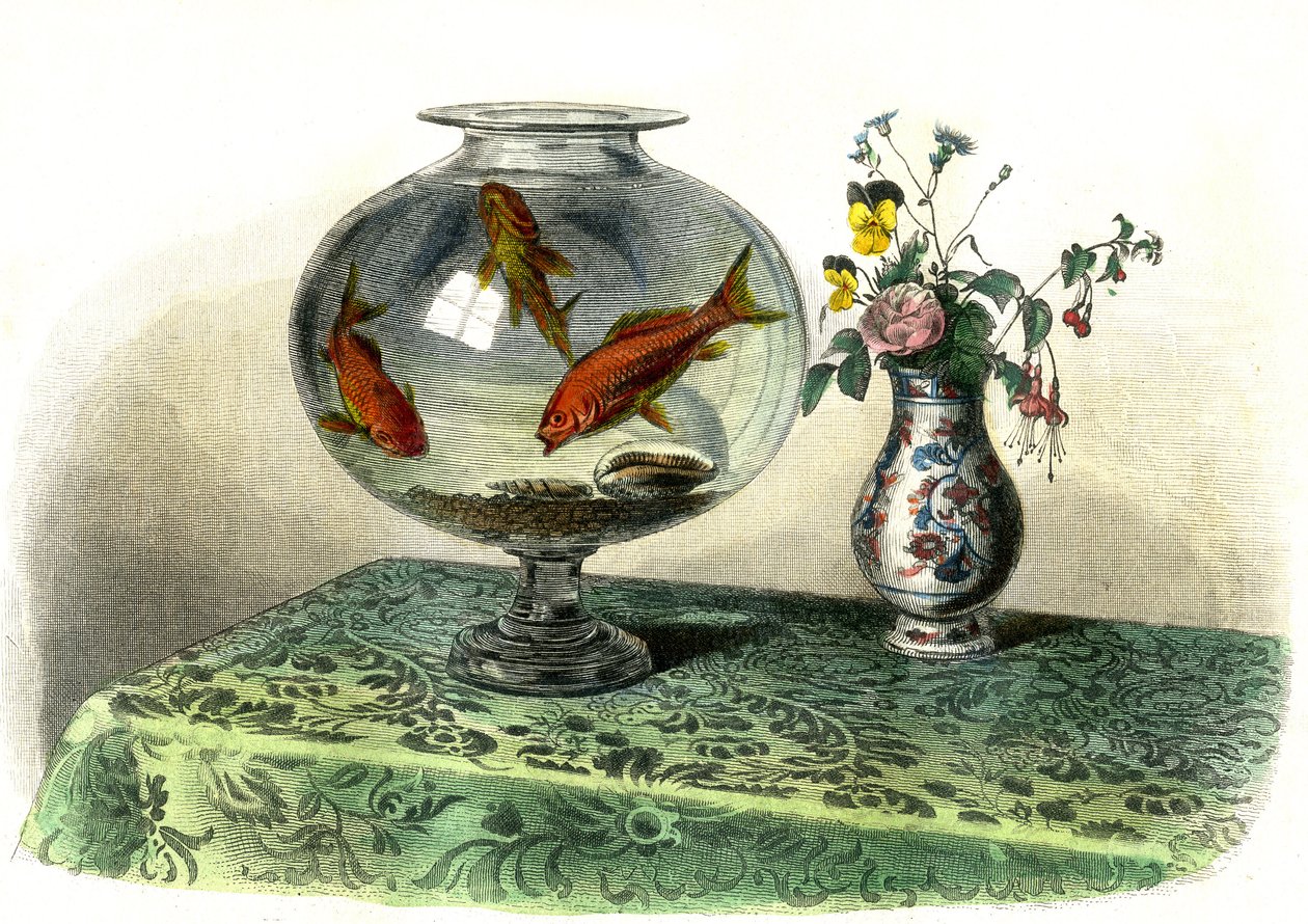 Japon Balığı (Cyprinus Auratus) - Bernard Germain de Lacepede (1856-1925) tarafından Histoire Naturelle'den çıkarılan levha, baskı P.Furme, Paris by French School