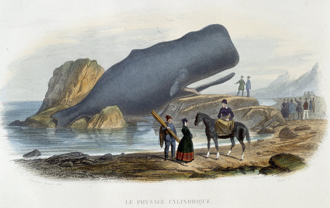 Silindirik physale (karaya oturmuş balina) - Alfred Fredol, Hachette, Paris tarafından “” Le monde de la mer”de by French School