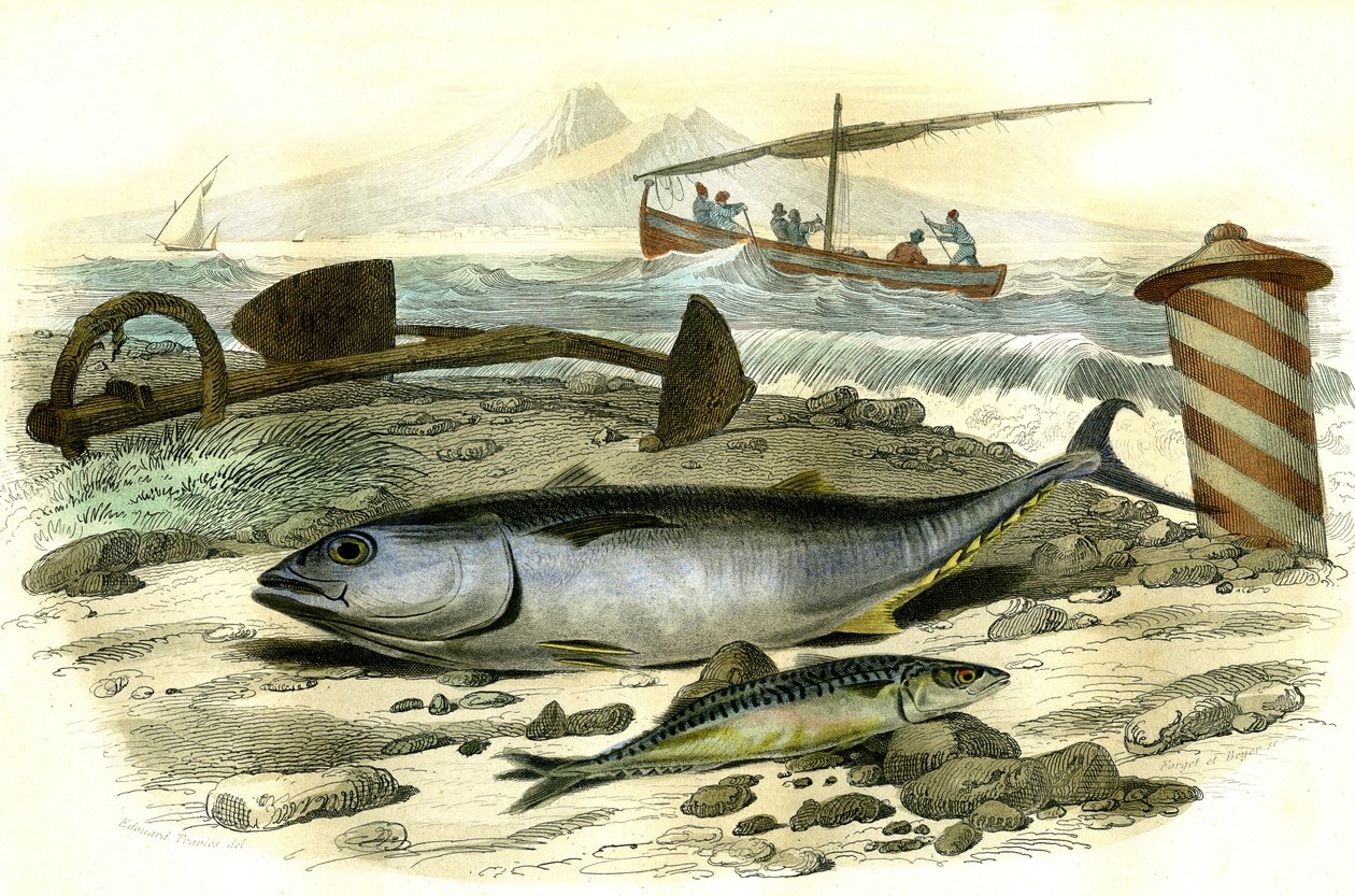 Le thon (Scomber Thynnus), le mackereau (Scomber Scombrus) - Bernard Germain de Lacepede (1856-1925) tarafından Histoire Naturelle'den alınan levha, P.Furme baskısı, Paris by French School