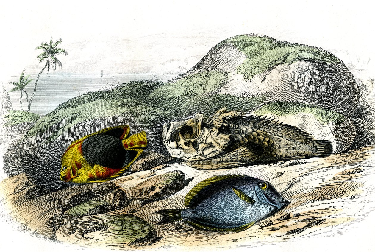 Üç renkli (Holocanthus tricolor), korkunç ve enayi (Acanthurus Surgery) - Bernard Germain de Lacepede (1856-1925) tarafından Histoire Naturelle'den çıkarılan plaka, baskı P.Furme, Paris by French School