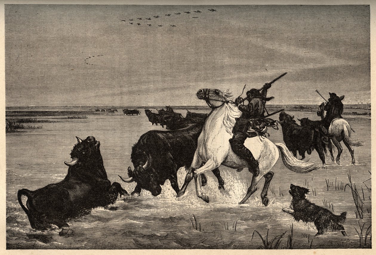 “” PATRIE” deki vayson gravürü - “” PATILE” deki gravür” boyamasından sonra camargue öküzleri (sığır cinsi) - AÇIKLAMA PINTUREQUIRESSE DE LA FRANCE LUCIEN HUARD TARAFINDAN 6 CİLTTE - 19. yüzyıl sonu by French School