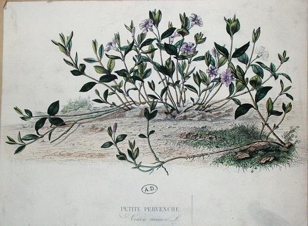 Küçük Deniz salyangozu veya Vinca minör (renkli gravür) by French School