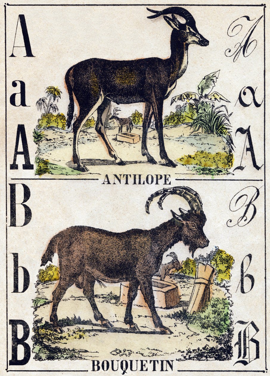 A Harfi Antilop; B dağ keçisi. “Alphabet des animaux sauvages” içinde gravür. 9. Seri. Epinal'in görüntüsü, Pellerin, matbaa-yayıncı, 1870 dolaylarında. Ahşap üzerine gravürler, şablonla. 16 sayfa. Karartma: 20 x 15 cm. Özel koleksiyon by French School
