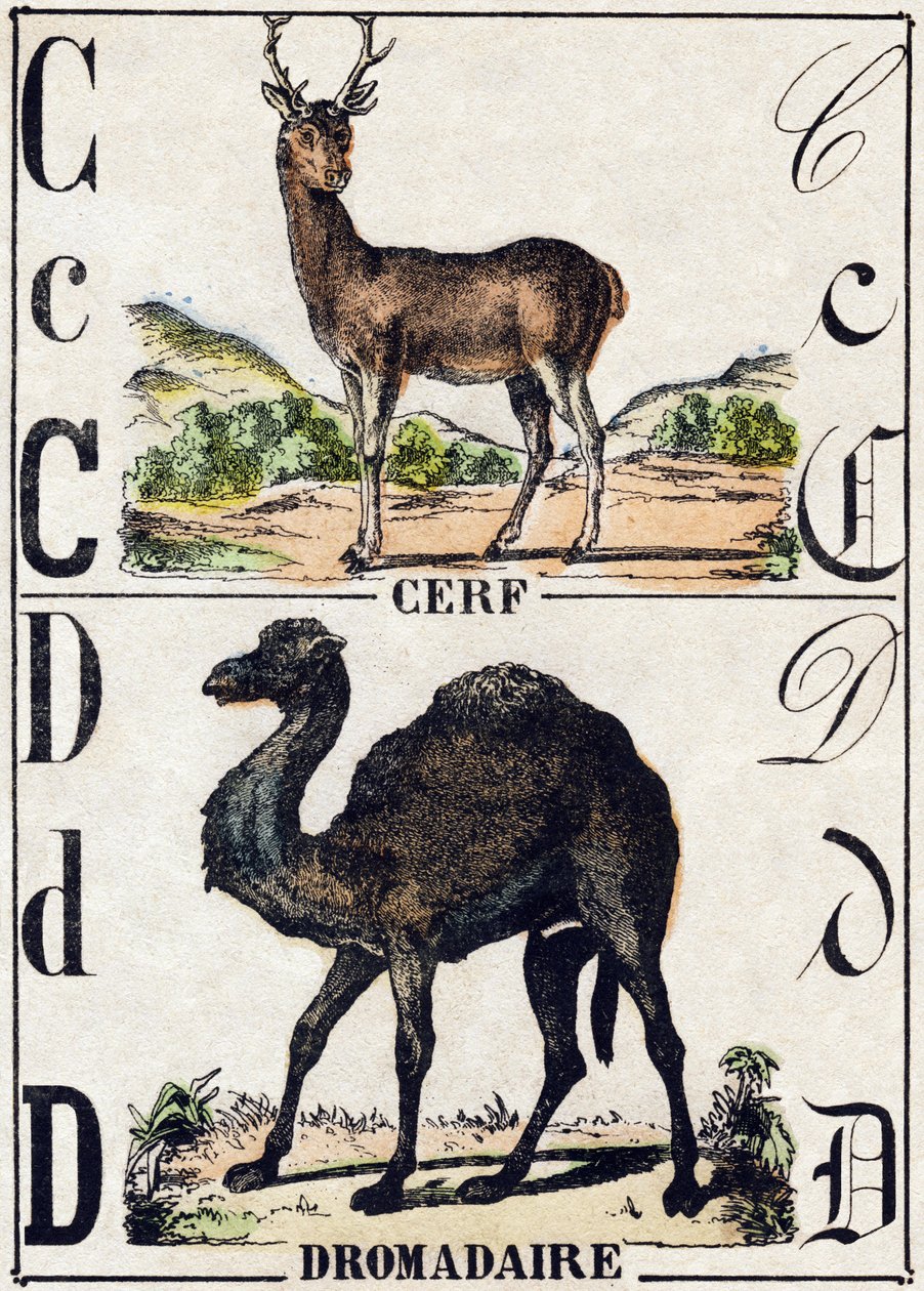 C Harfi Geyik; Dromedary. “Alphabet des animaux sauvages”” üzerine gravür. 9. Seri. Epinal