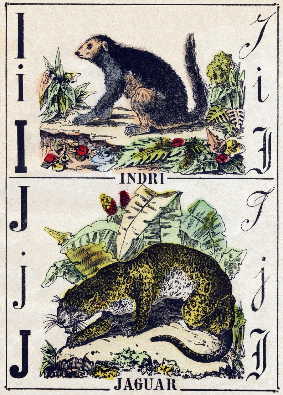 Harf I Indri (Lemurien); J Jaguar. “Alphabet des animaux sauvages” içinde gravür. 9. Seri. Epinal