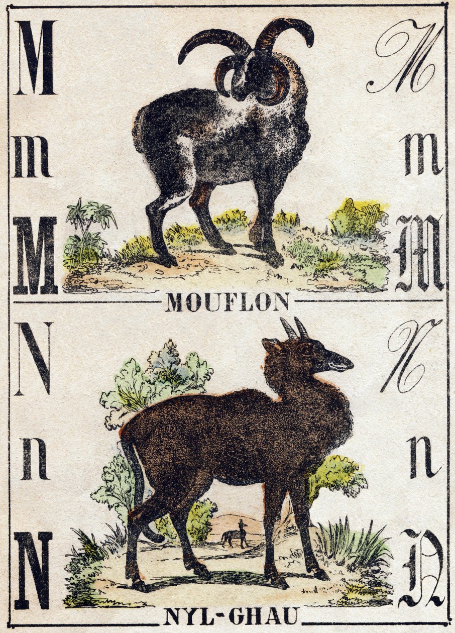 M Harfi Muflon; N Nil-gau (Nil-gau). “Alphabet des animaux sauvages” içinde gravür. 9. Seri. Epinal