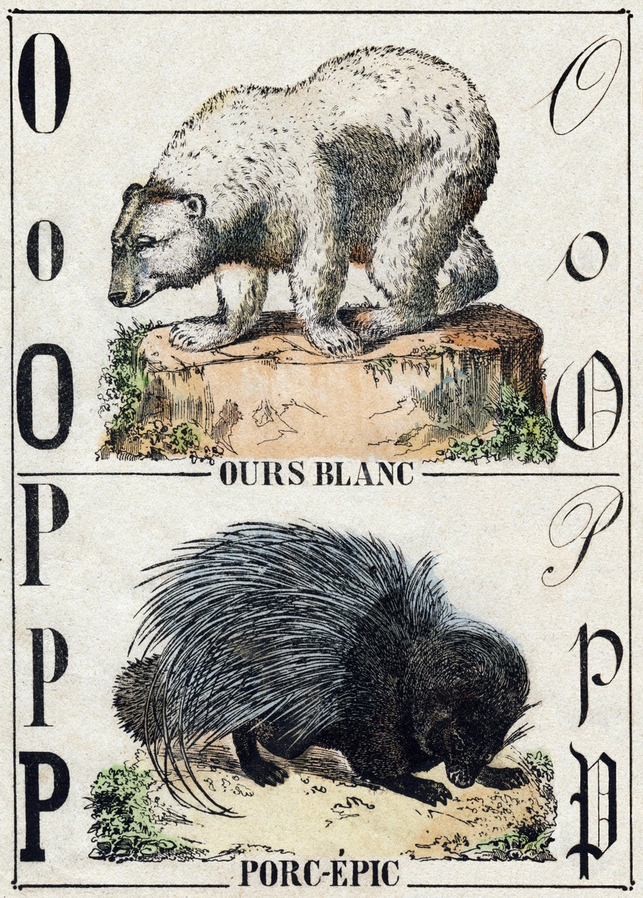 O Harfi Ayı; P Domuz destanı (Domuz destanı). “Alphabet des animaux sauvages”” üzerine gravür. 9. Seri. Epinal