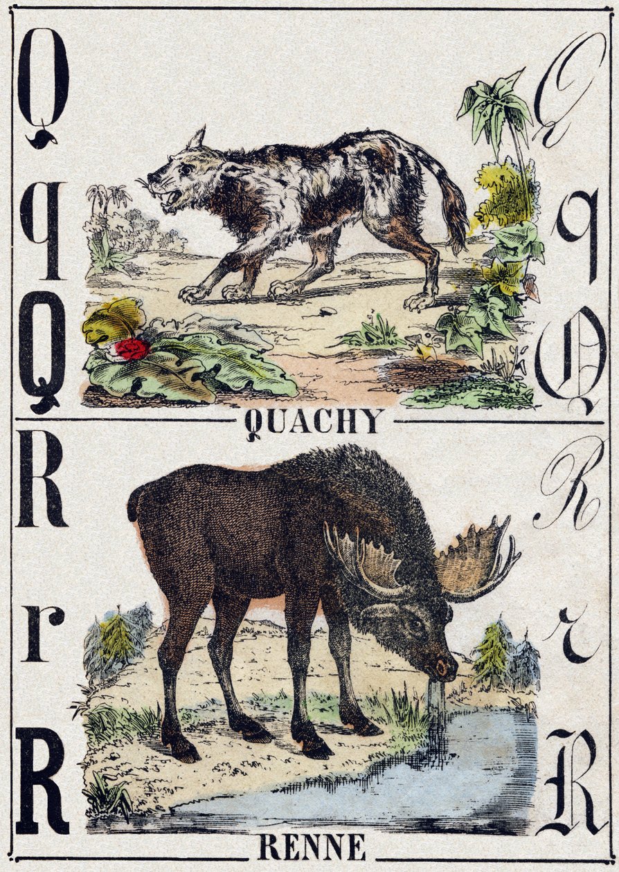 Q harfi Quachy (Güney Amerika aslan köpeği); Ren geyiği. “Alphabet des animaux sauvages” içinde gravür. 9. Seri. Epinal