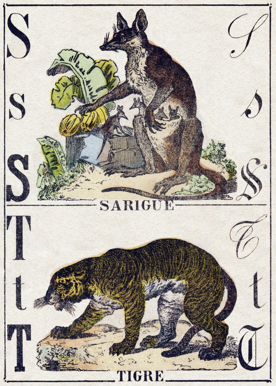 S Harfi Sarigue (Opossum); Kaplan. “Alphabet des animaux sauvages” içinde gravür. 9. Seri. Epinal