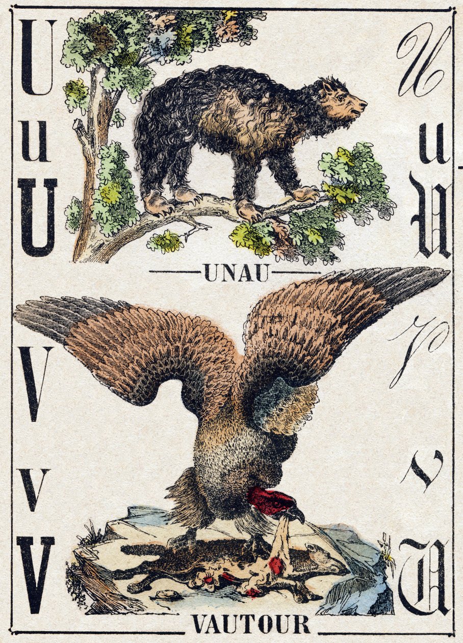 U Harfi Unau (tembel); V Akbaba. “Alphabet des animaux sauvages” içinde gravür. 9. Seri. Epinal