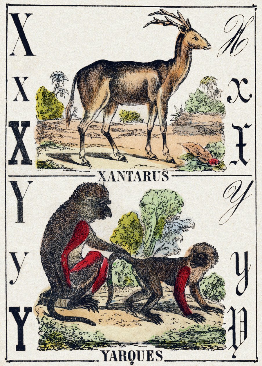 X harfi Xantarus; Y Yarques. “Alphabet des animaux sauvages”” üzerine gravür. 9. Seri. Epinal