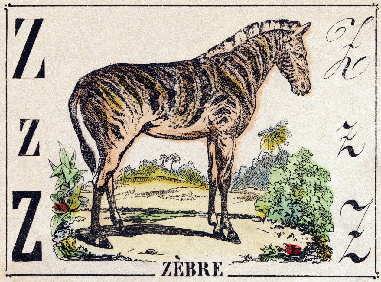 Z harfi Zebre. “Alphabet des animaux sauvages” içinde gravür. 9. Seri. Epinal