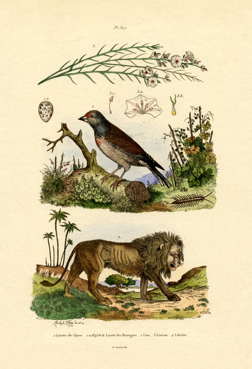 Keten, 1833-39 by French School