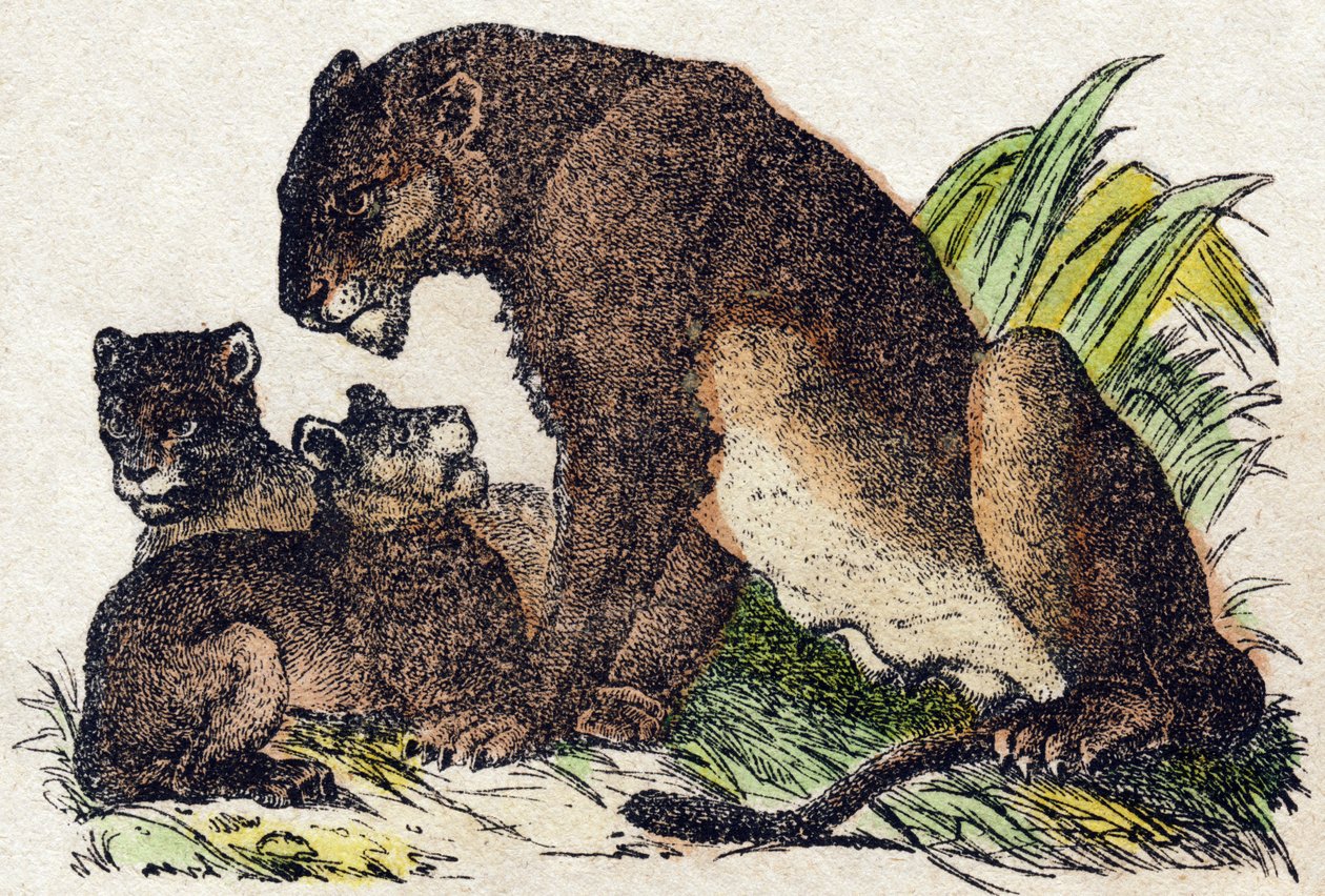 dişi aslan. “Alphabet des animaux sauvages”” üzerine gravür. 9. Seri. Epinal