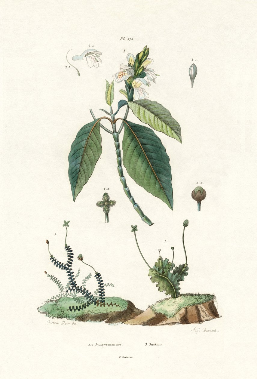 Karaciğer otu, 1833-39 by French School