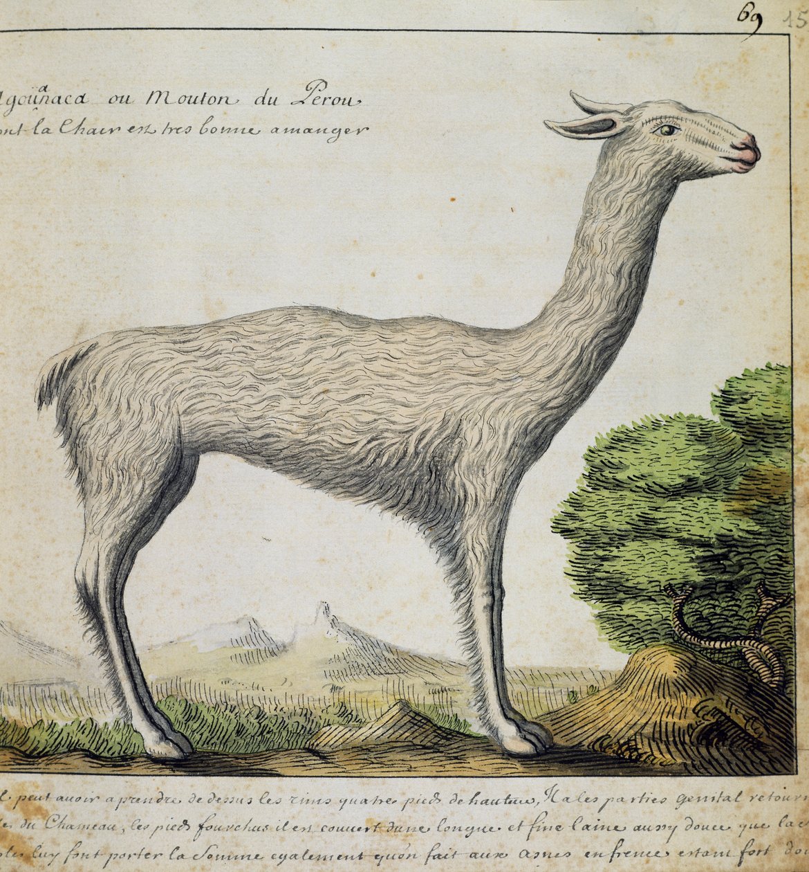 Lama, Peru, Jacques Gouin de Beauchesne (1652-1730), Compagnie royale de la Mer du Sud